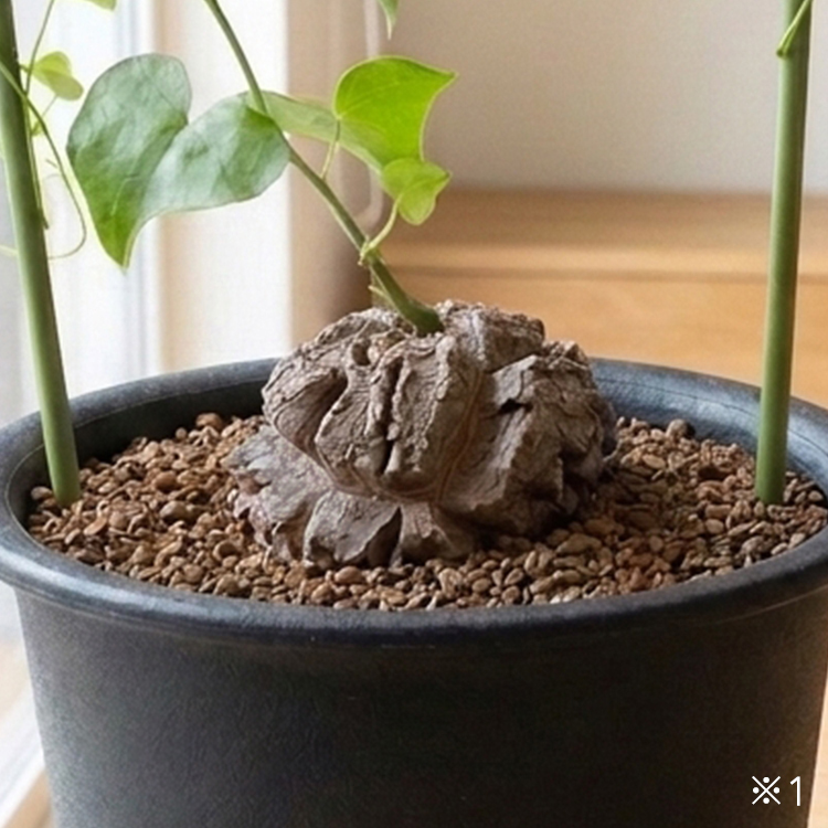 ビザールプランツ（塊根植物・コーデックス）の魅力 種類・育て方