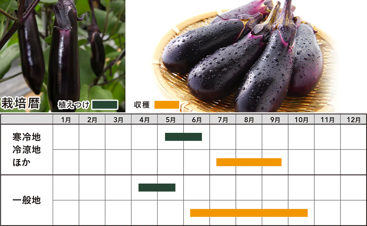 img_vegetable_01.jpg