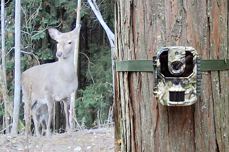 カインズで買ったトレイルカメラでわな猟の下見を！動物たちが通る「獣道」はどこ？｜となりのカインズさん