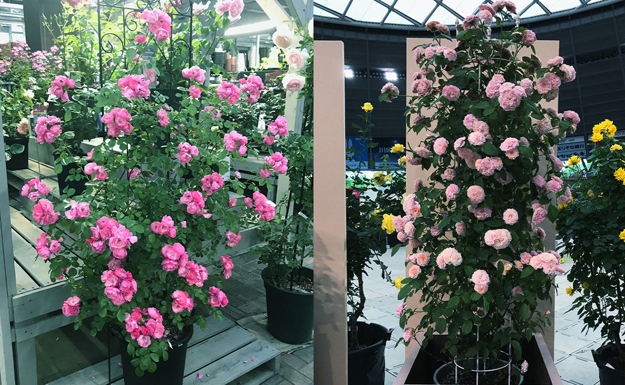 第1弾】憧れのバラを育てる SPLENDID ROSE COLLECTION バラ苗予約販売