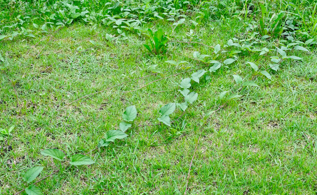 weeding_location_lawn_1220x752.jpg
