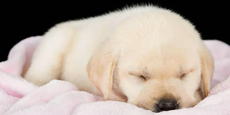 犬の寝床を快適にするには?犬用ベッドの選び方やお手入れのコツを解説【獣医師監修】|WanQol