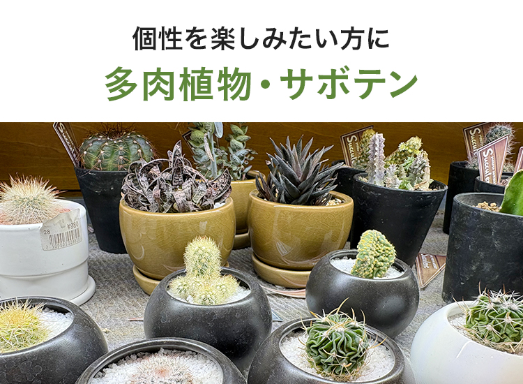 小さく楽しむ、テーブル・ミニ観葉｜ホームセンターのカインズ公式通販