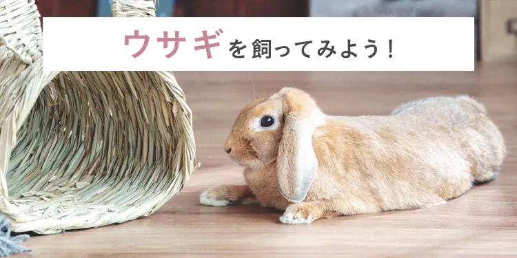 うさぎを飼ってみよう！