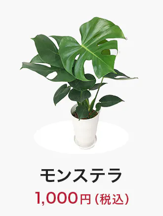 houseplants_tokka_item05_330x438.jpg