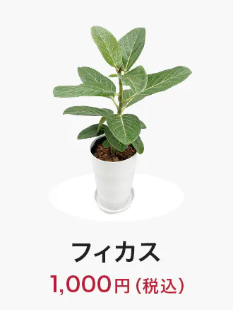 houseplants_tokka_item04_330x438.jpg
