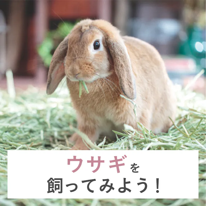 うさぎを飼ってみよう！
