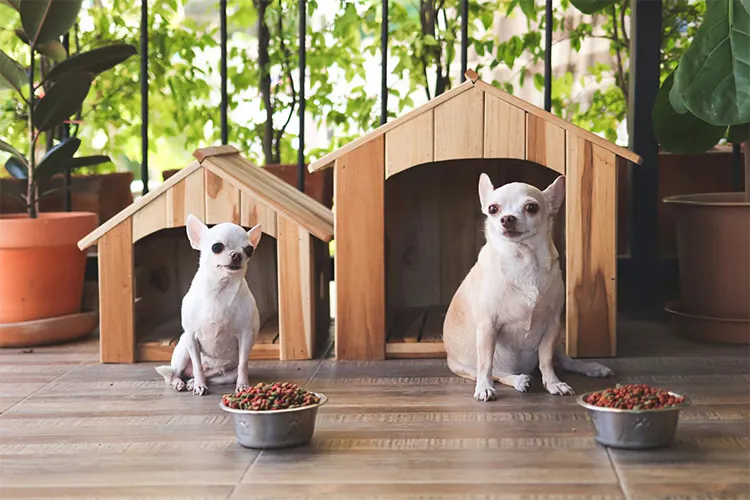 ドッグフードの正しい与え方と注意点｜WanQol