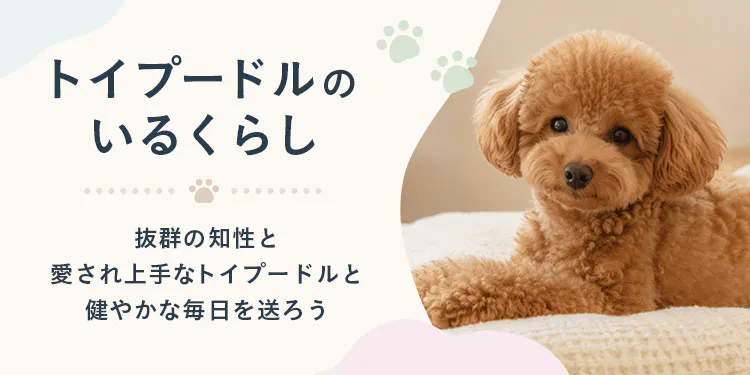 【もっと楽しむ】トイプードルのいるくらし