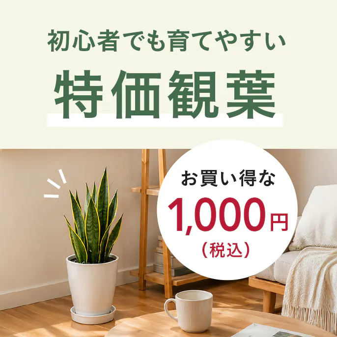 特価観葉特集