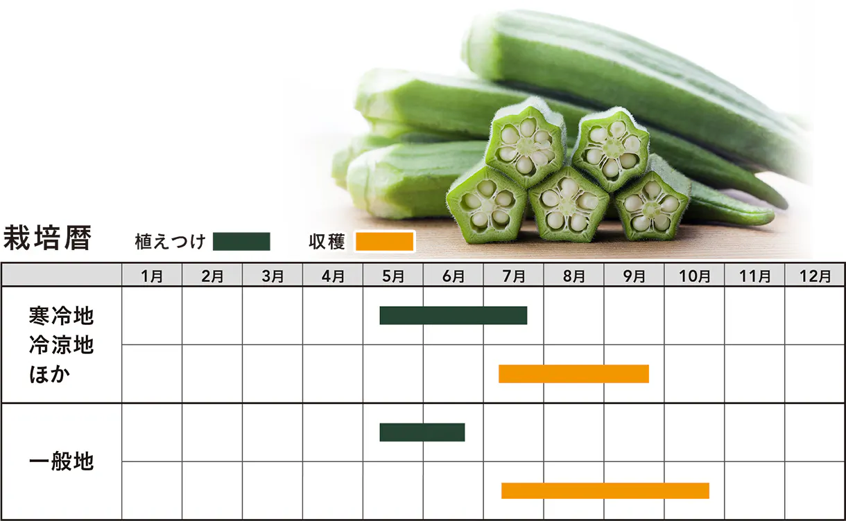 img_vegetable_09.jpg
