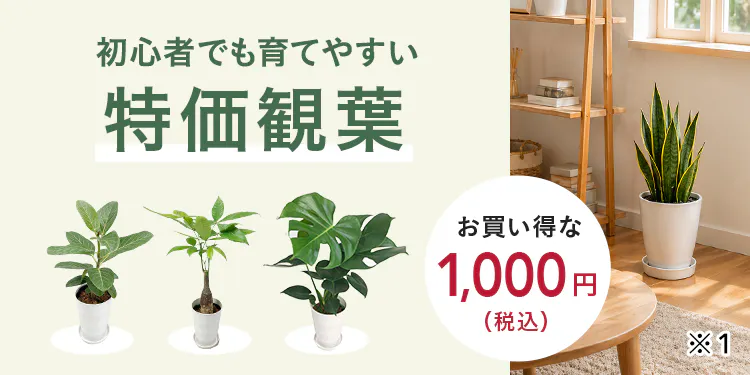 特価観葉特集