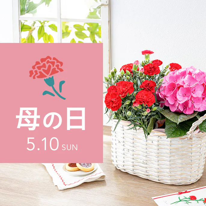 母の日ギフト