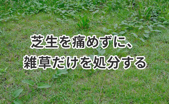 芝生の雑草対策