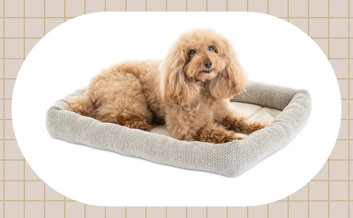 犬用ベッド