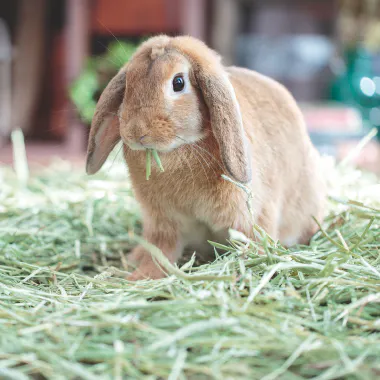 うさぎを飼ってみよう！