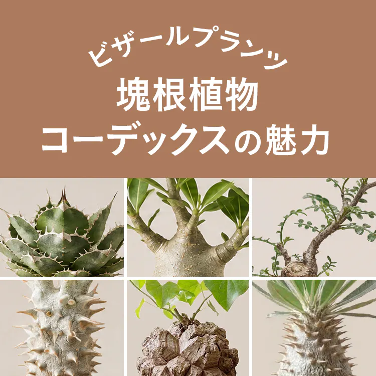 ビザールプランツ（塊根植物・コーデックス）の魅力 種類・育て方・飾り方を紹介