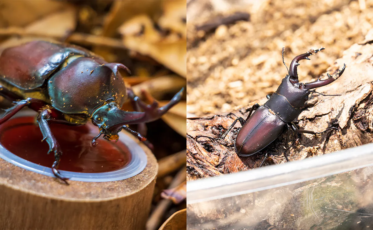 insect_breeding_1220x752.jpg