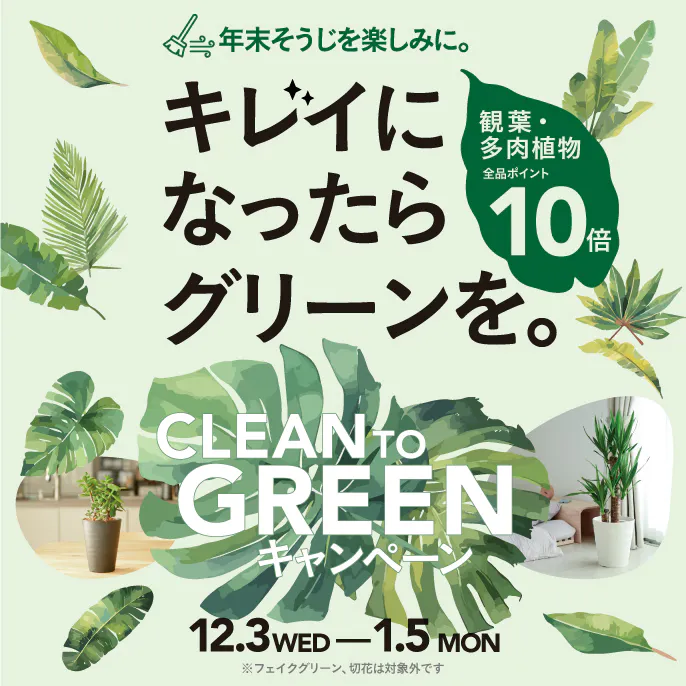 観葉・多肉植物10倍ポイントキャンペーン