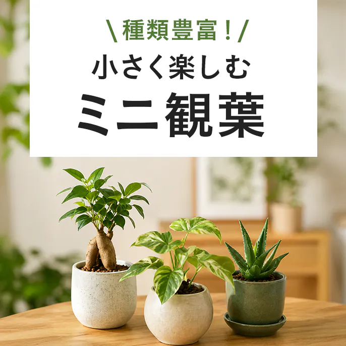 小さく楽しむ、テーブル・ミニ観葉