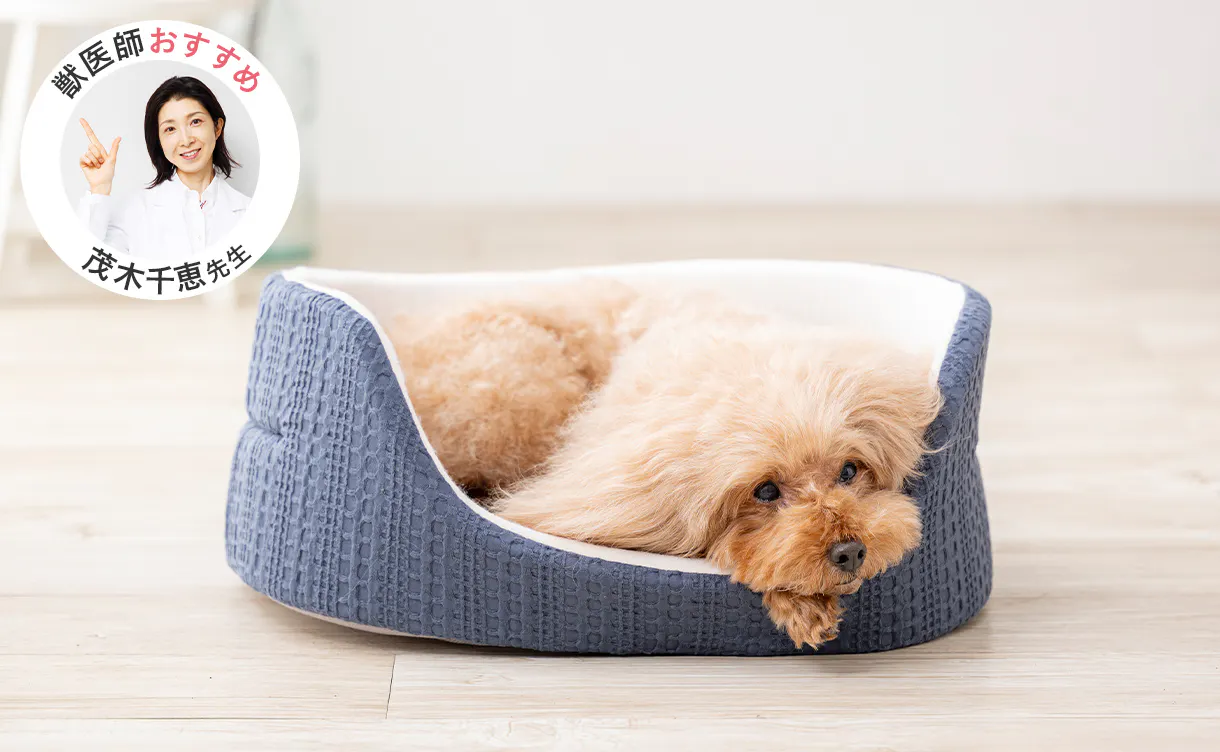 pet_bed_4550596202419_1220x752.jpg