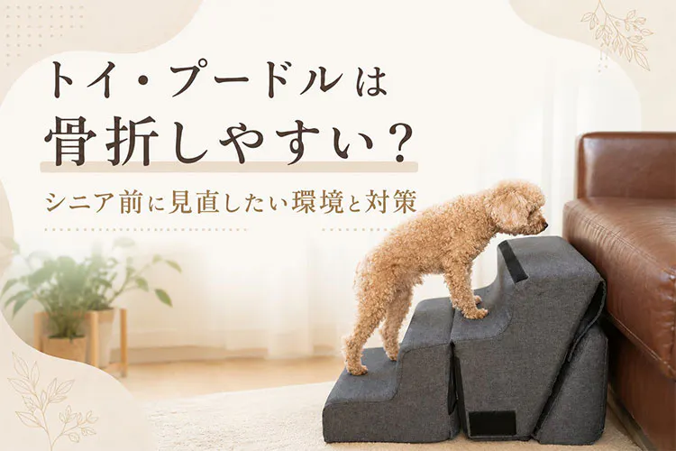 トイ・プードルは骨折しやすい?シニア前に見直したい環境と対策|WanQol