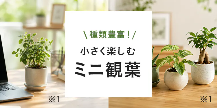 小さく楽しむ、テーブル・ミニ観葉