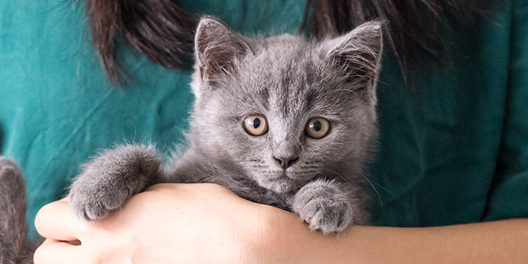 愛猫を迎える準備におすすめのグッズ