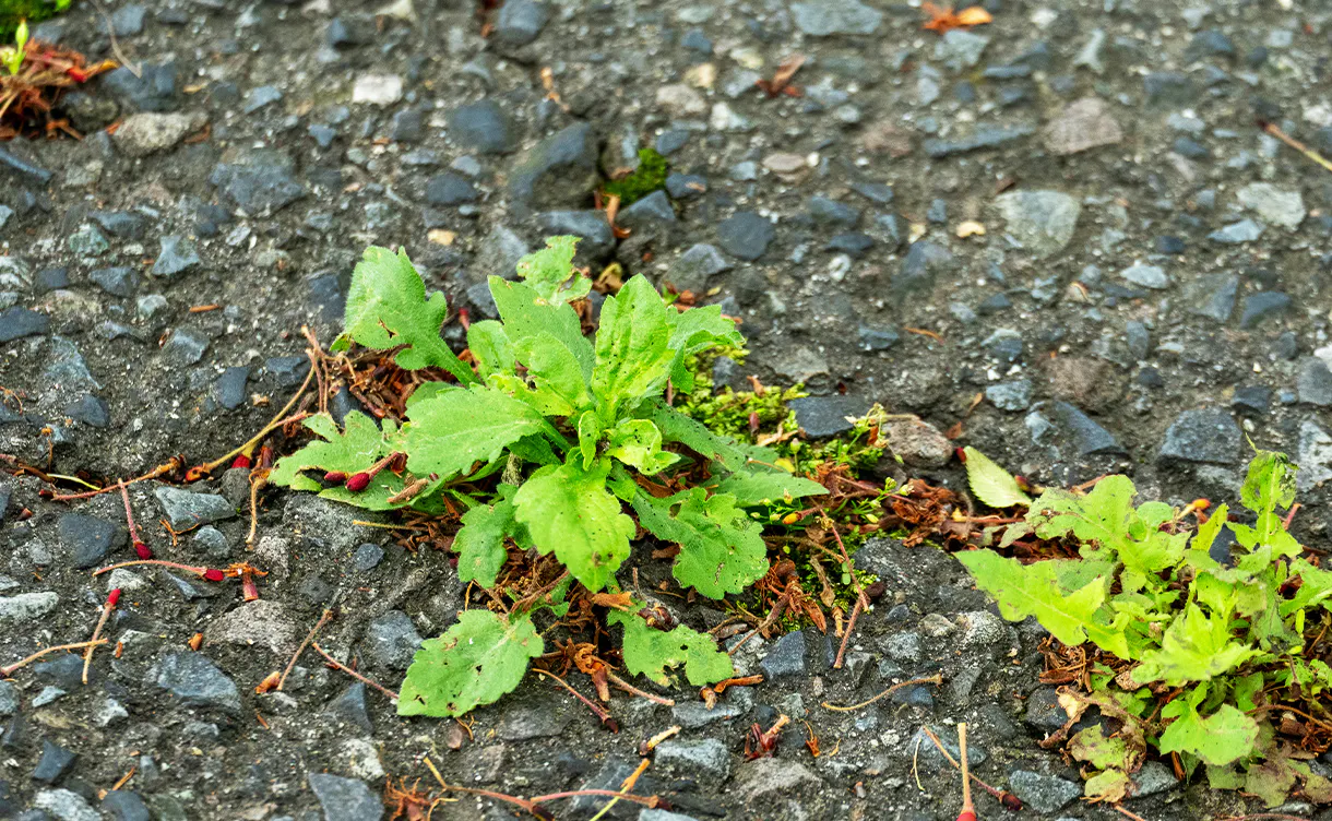 weeding_location_parking_1220x752.jpg
