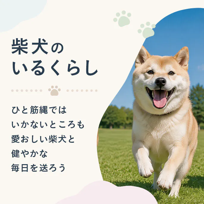 【もっと楽しむ】柴犬のいるくらし