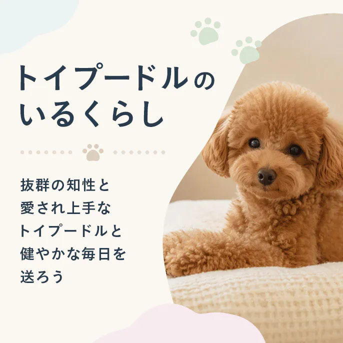 【もっと楽しむ】トイプードルのいるくらし