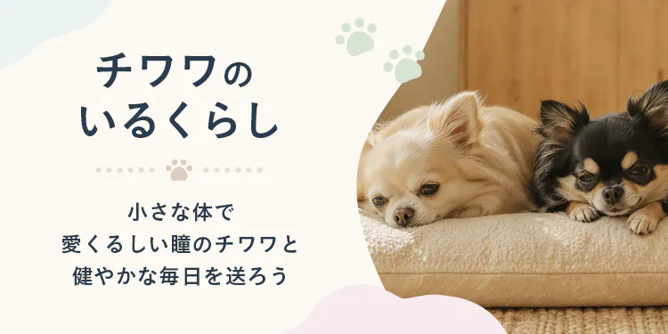 【もっと楽しむ】チワワのいるくらし