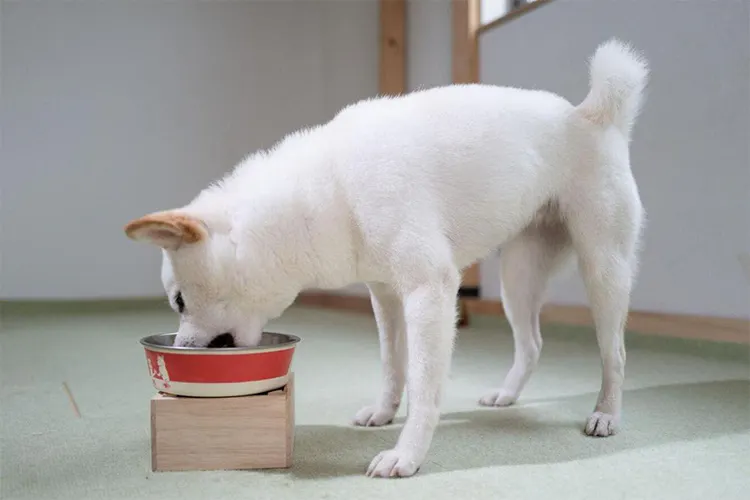 愛犬のごはん皿、高ければいいとは限らない！｜WanQol