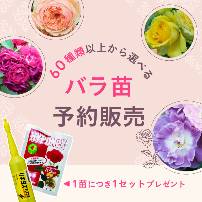 憧れのバラを育てる SPLENDID ROSE COLLECTION バラ苗予約販売