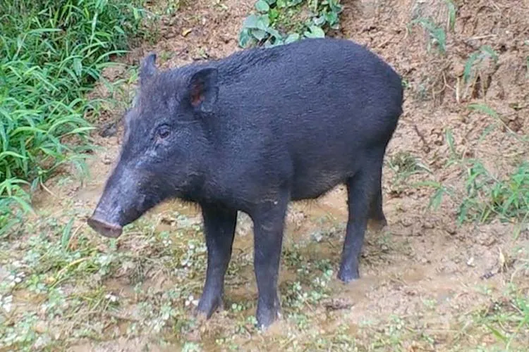 イノシシがなぜ島に? 海を渡る“謎の行動”を専門家に聞いた | となりのカインズさん