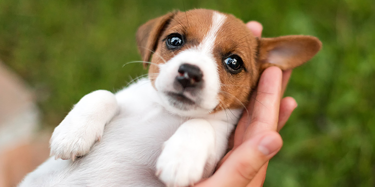 子犬を迎える準備に おすすめのグッズ