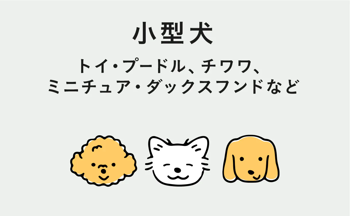 レギュラーサイズ