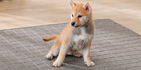 ペットと快適にくらす インテリア｜ホームセンターのカインズ公式通販