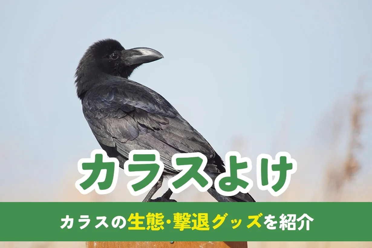 【カラスよけ】カラス対策におすすめの撃退グッズを徹底紹介！｜となりのカインズさん