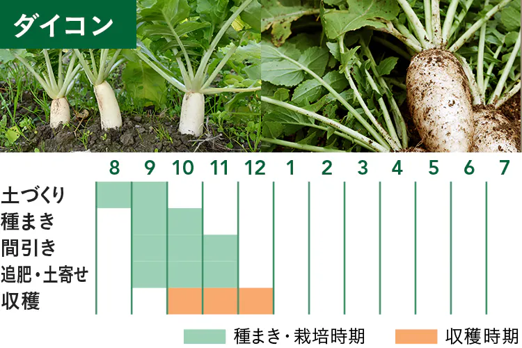 calendar_daikon.jpg