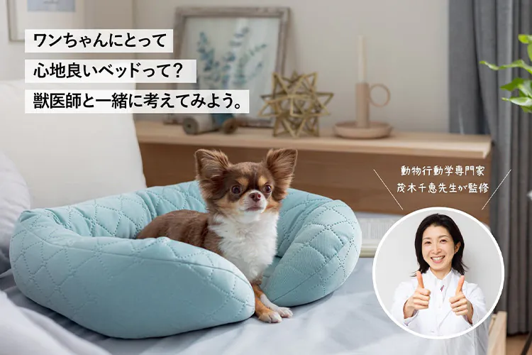 犬が落ち着く寝床とは?獣医動物行動学の専門家とカインズが共同開発した「ペットベッド」
