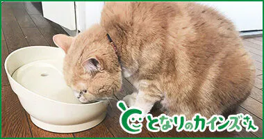 となりのカインズさん