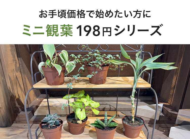 ミニ観葉植物 小さく楽しむ、テーブル・ミニ観葉｜ホームセンターのカインズ公式通販
