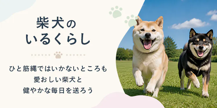 【もっと楽しむ】柴犬のいるくらし