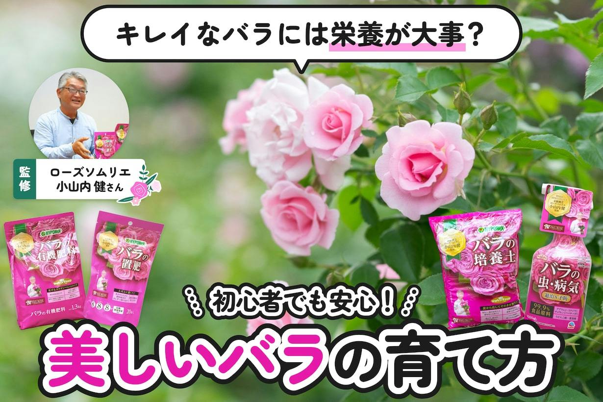 ローズ革命】カンタンお手入れでバラはもっと咲く！ プロが教えるバラ