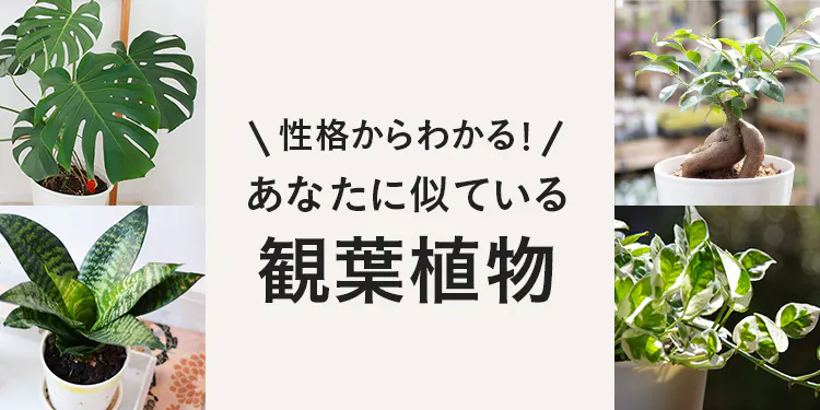 性格から分かる！あなたに似ている観葉植物