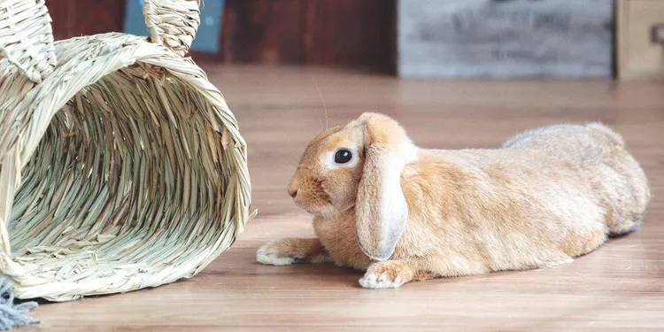 うさぎを飼ってみよう！