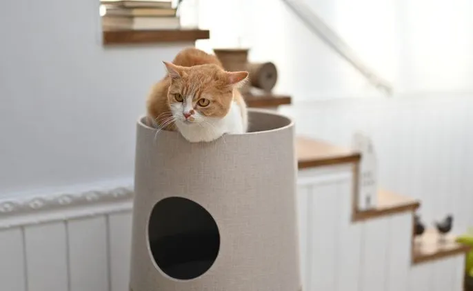キャットファニチャー