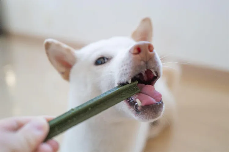【検証】柴犬の「ねぎ」が犬用ガムを大調査! おすすめアイテムを4つ紹介|WanQol