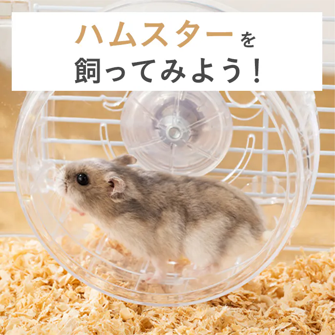 ハムスターを飼ってみよう！